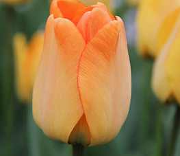 daydream-darwin-hybrid-tulip.jpg