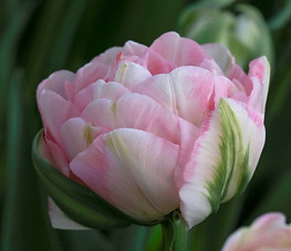 finola tulips.jpg