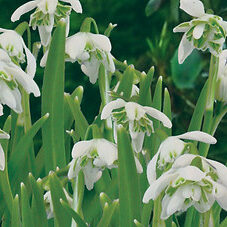 Galanthus-Flore Pleno.jpg