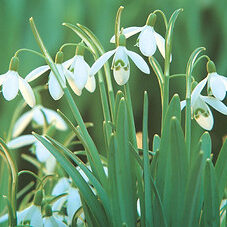 Galanthus-Nivalus.jpg