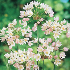 Allium-Roseum.jpg