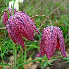 Fritillaria_meleagris_002.JPG